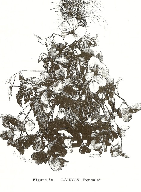 B. ‘Laing's Pendula’